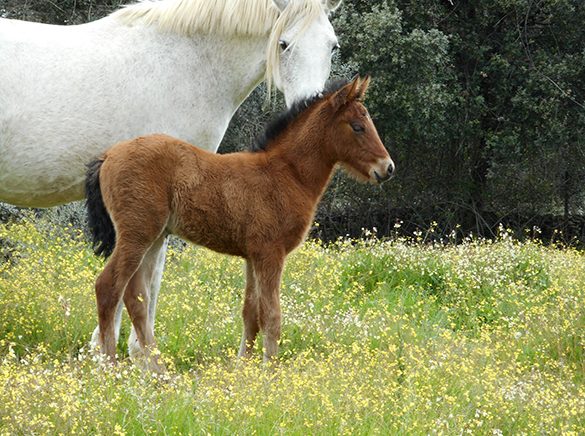 HORSES_STUD_BBREEDING FARM (14)