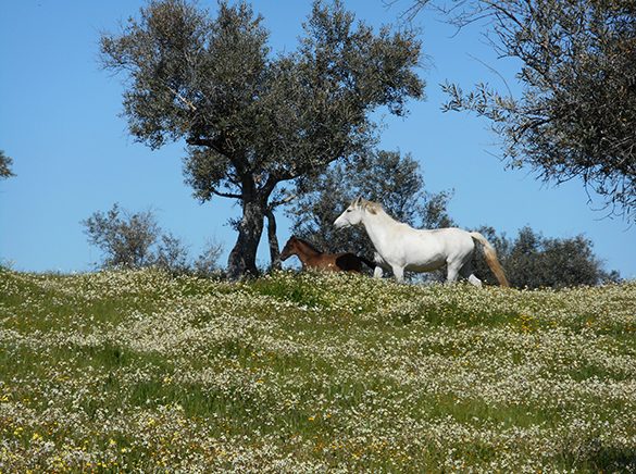 HORSES_STUD_BBREEDING FARM (18)