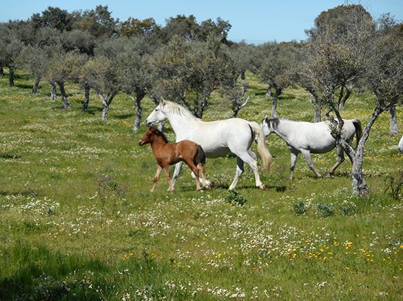 HORSES_STUD_BBREEDING FARM (20)