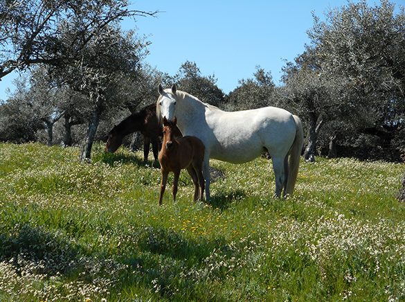 HORSES_STUD_BBREEDING FARM (28)